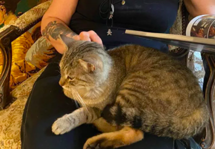 Leggere in compagnia dei gatti salvati